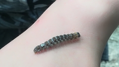 Acronicta megacephala