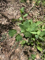 Mertensia virginica