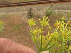 Lomatium laevigatum