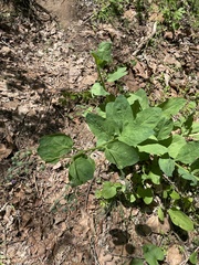 Mertensia virginica