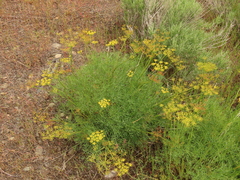 Lomatium laevigatum