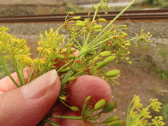 Lomatium laevigatum