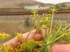 Lomatium laevigatum