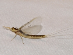 Pentagenia vittigera