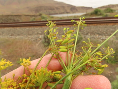 Lomatium laevigatum