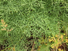 Lomatium laevigatum
