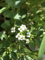 Nasturtium officinale
