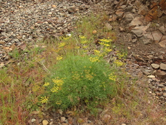 Lomatium laevigatum