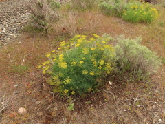 Lomatium laevigatum
