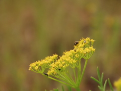 Lomatium laevigatum