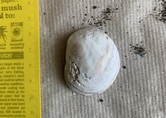 Crepipatella dilatata