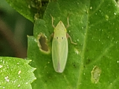 Draeculacephala balli