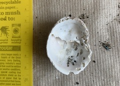 Crepipatella dilatata