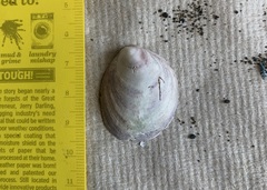 Crepipatella dilatata