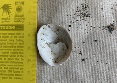 Crepipatella dilatata