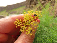 Lomatium laevigatum