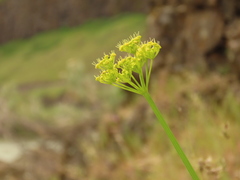 Lomatium laevigatum