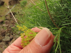 Lomatium laevigatum