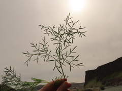 Lomatium laevigatum
