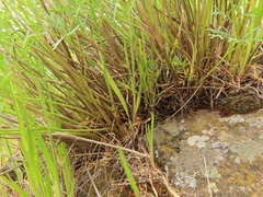 Lomatium laevigatum