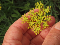 Lomatium laevigatum