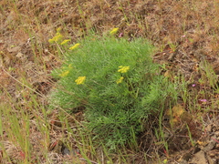 Lomatium laevigatum
