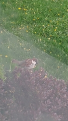 Passer domesticus