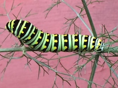 Papilio polyxenes