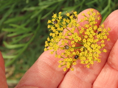 Lomatium laevigatum