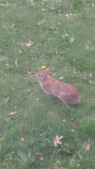 Sylvilagus floridanus