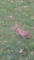 Sylvilagus floridanus