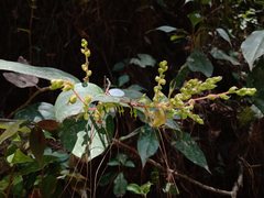 Gaultheria acuminata