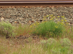 Lomatium laevigatum