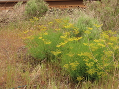 Lomatium laevigatum