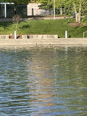 Branta canadensis