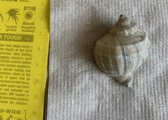 Xanthochorus cassidiformis