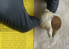 Xanthochorus cassidiformis