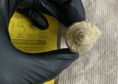 Xanthochorus cassidiformis