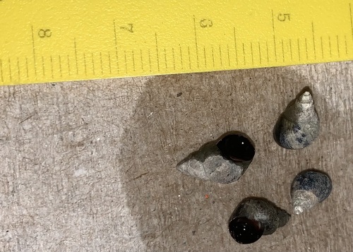 Austrolittorina araucana