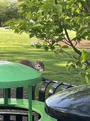 Sciurus carolinensis