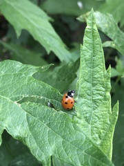 Coccinella septempunctata