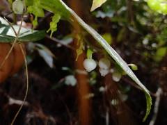 Gaultheria acuminata