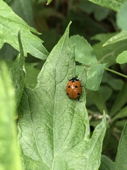 Coccinella septempunctata