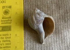 Xanthochorus cassidiformis