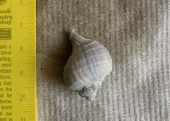 Xanthochorus cassidiformis