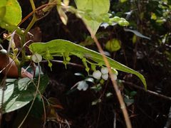Gaultheria acuminata