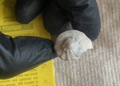 Xanthochorus cassidiformis