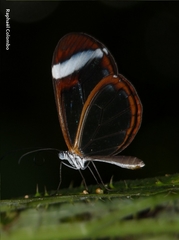 Oleria paula