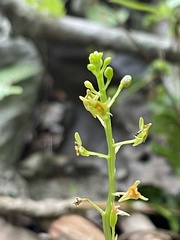 Malaxis spicata
