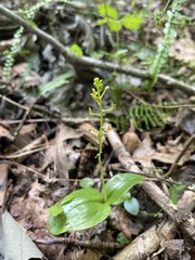 Malaxis spicata